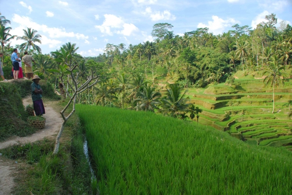 Zdjęcie z Indonezji - Tarasy ryzowe Tegalalang 