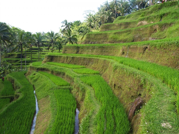Zdjecie - Indonezja - Tegalalang - balijskie tarasy ryżowe