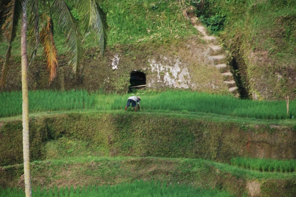 Zdjęcie z Indonezji - Rolnik przy pracy