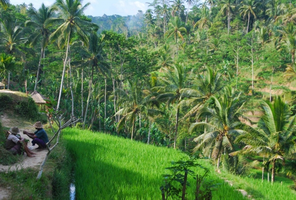 Zdjęcie z Indonezji - Balijski obrazek
