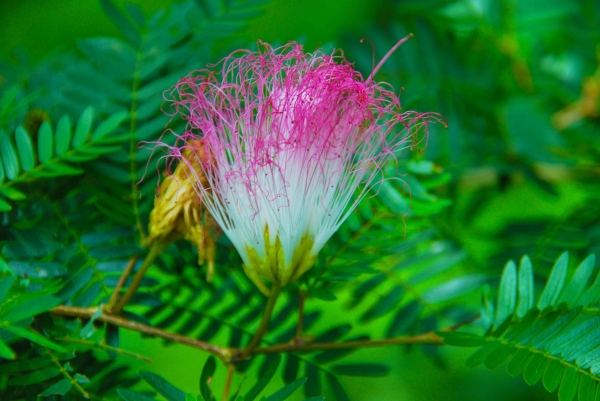 Zdjęcie z Indonezji - Tropikalny kwiatek