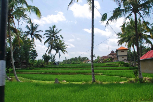 Zdjęcie z Indonezji - Pola ryzowe kolo Ubud