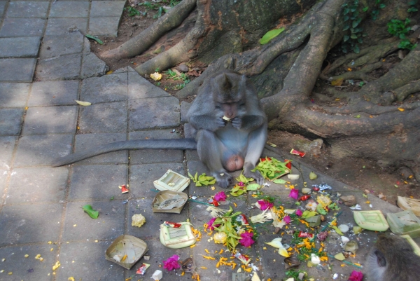 Zdjęcie z Indonezji - Krol makakow robi 