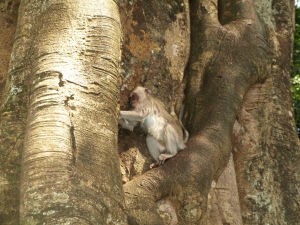 Zdjęcie z Indonezji - Co ten makak robi?