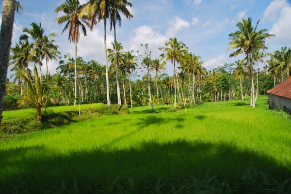 Zdjęcie z Indonezji - Wszechobecne pola ryzowe