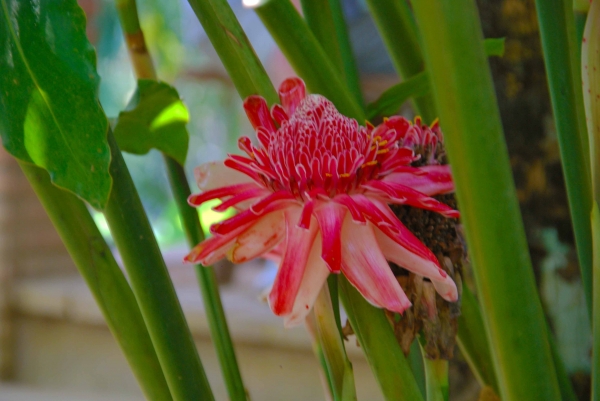 Zdjęcie z Indonezji - Tropikalny kwiat