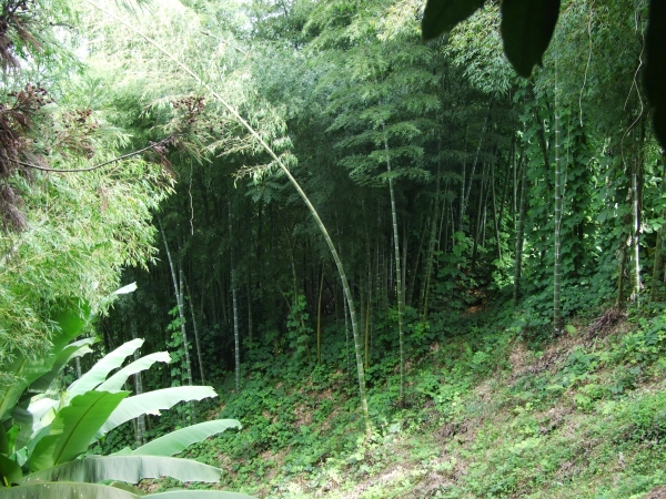 Zdjęcie z Turcji - las bambusowy