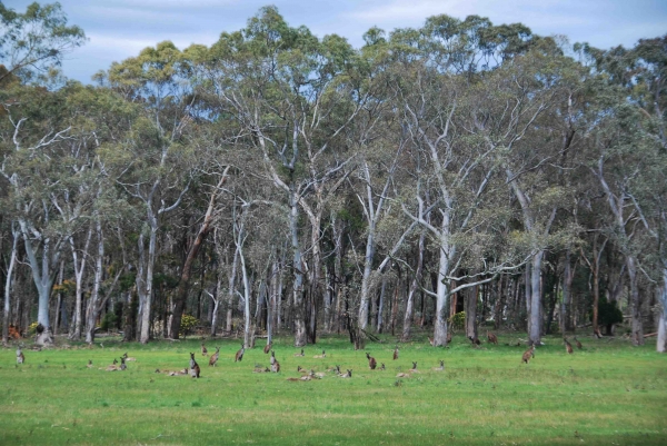 Zdjęcie z Australii - Kangurza polana 
