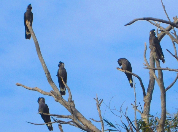 Zdjęcie z Australii - Papugi black cockatoo