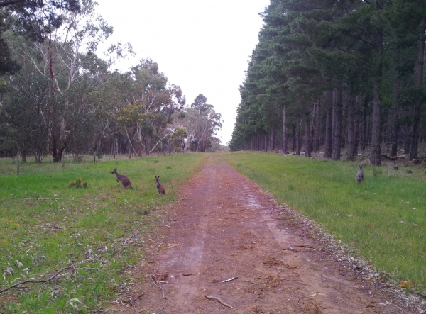 Zdjęcie z Australii - Kangury na lesnej drodze