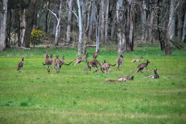 Zdjęcie z Australii - Kangury z Kuipto Forest