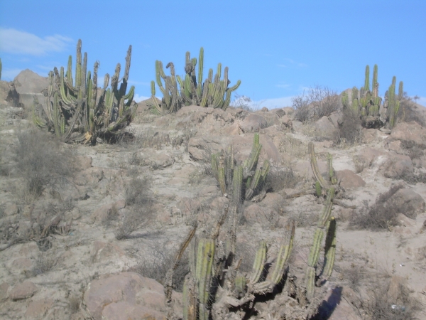 Zdjęcie z Peru - peruwiańskie kaktusy