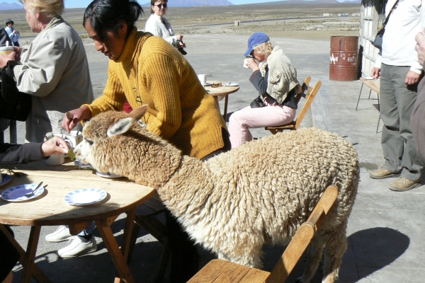 Zdjęcie z Peru - Alpaka w akcji