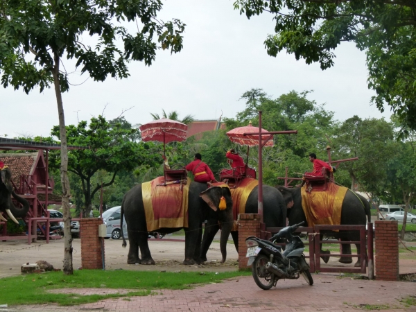 Zdjęcie z Tajlandii - Farma sloni