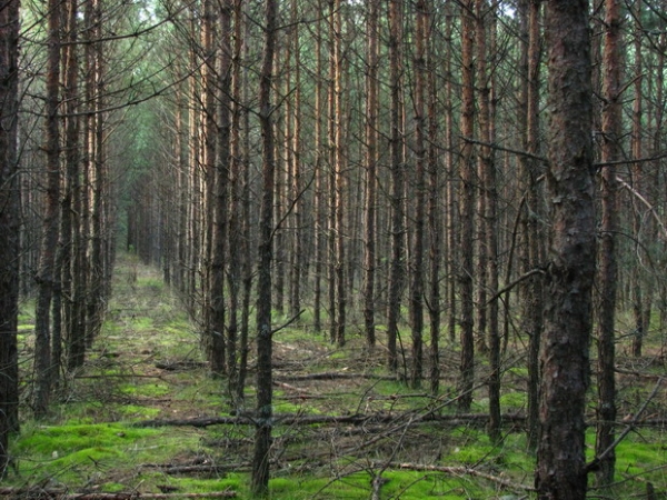 Zdjęcie z Polski - Lasy w Nowej Korytnicy.