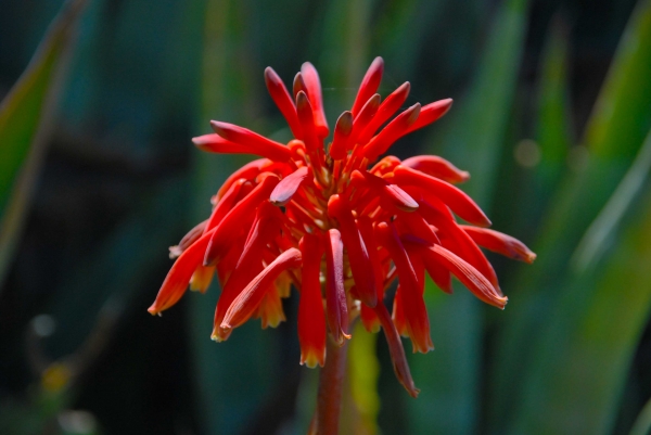 Zdjęcie z Australii - Kaktusowy kwiat