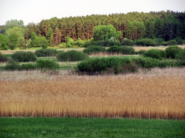 Zdjęcie z Polski - Czermno - krajobraz.