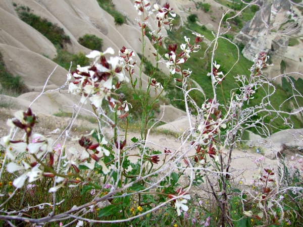 Zdjęcie z Turcji - kwiatki Kapadocji