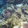 Zdjęcie z Egiptu - rafa koralowa