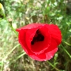 Zdjęcie z Turcji - kwiaty Troi