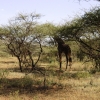 Zdjęcie z Kenii - tuz przed domkiem