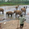 Zdjęcie ze Sri Lanki - sierociniec sloni 