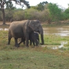 Zdjęcie ze Sri Lanki - sloniowy sierociniec
