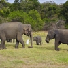 Zdjęcie ze Sri Lanki - sierociniec dla sloni