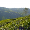 Zdjęcie ze Sri Lanki - rosnie cejlonska herbata