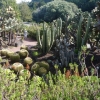 Zdjęcie z Hiszpanii - Jardim de Canario