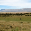 Zdjęcie z Argentyny - Patagonia