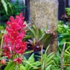 Zdjęcie z Tajlandii - W hotelowym ogrodzie