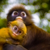 Zdjęcie z Malezji - Malpy Dusky leaf monkey