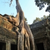 Zdjęcie z Kambodży - drzewa porastające światy