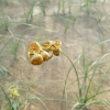 Zdjęcie z Uzbekistanu - kwiaty pustyni