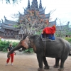 Zdjęcie z Tajlandii - Czestowanie slonia