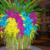Zdjęcie z Tajlandii - Kolorowe orchidee