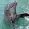 Dolphin Cove - Zdjęcie Dolphin Cove