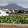 Zdjęcie z Hiszpanii - plantacja bananów