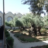 Zdjęcie z Izraelu - Ogród Oliwny