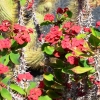 Zdjęcie z Hiszpanii - Guatiza- Ogród Kaktusów