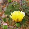 Zdjęcie z Hiszpanii - Guatiza- Ogród Kaktusów