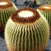 Zdjęcie z Hiszpanii - kaktusiątka...