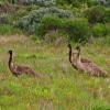 Zdjęcie z Australii - Emu w Coorong