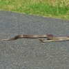 Zdjęcie z Australii - Grozny waz brown snake