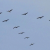 Zdjęcie z Australii - Klucz pelikanow 