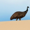 Zdjęcie z Australii - Emu na wydmach Coorong