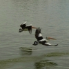 Zdjęcie z Australii - Start pelikanow