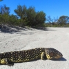 Zdjęcie z Australii - Jaszczura sleeping lizard
