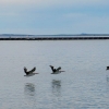 Zdjęcie z Australii - Jezioro Lake Albert